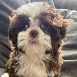 Coco - Shih Tzu