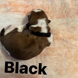 Basset Hound Puppies from Three Boys Bassets
