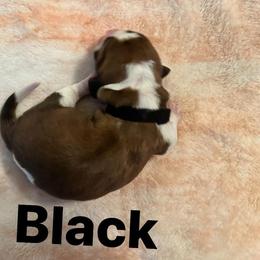 Basset Hound Puppies from Three Boys Bassets