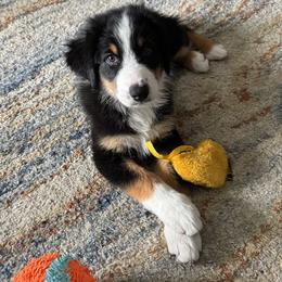 Australian Shepherd Puppies from Knight's Aussies