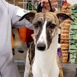Larry - Whippet