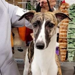 Larry - Whippet