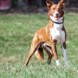 Rookie - Border Collie