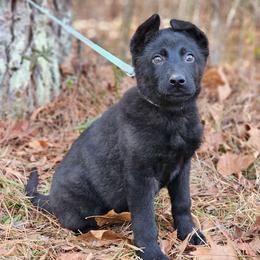 Faye - Black female German Shepherd puppy in Louisburg, North Carolina from Raven Oak's Shepherds & Dachshunds