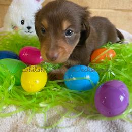Dachshund Puppies from Shiloh Ridge Dachshunds