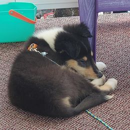 Collies from Serenity Collies