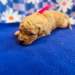 Pink Collar - Cream male Goldendoodle puppy in Denison, Iowa from Violet View Iowa Goldendoodles
