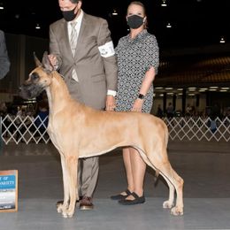 Aubree - Great Dane