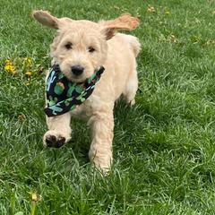 Boston Terrier, Goldendoodle, and Golden Retriever Puppies from Goldenhubb