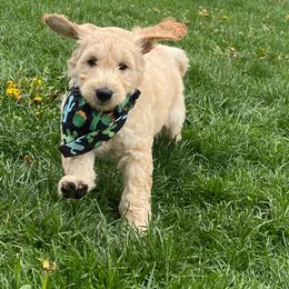 Boston Terrier, Goldendoodle, and Golden Retriever Puppies from Goldenhubb