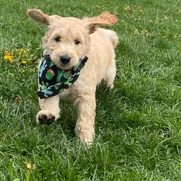 Boston Terrier, Goldendoodle, and Golden Retriever Puppies from Goldenhubb