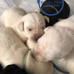 Labrador Retriever Puppies from Brazil’s Elite Labradors