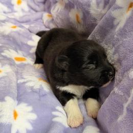 Capri - female Nenets Herding Laika puppy in Rockville, Maryland from Skais the Limit