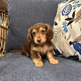 Duke - Chocolate and cream male Dachshund puppy in Stilwell, Oklahoma from B & K Dachshunds