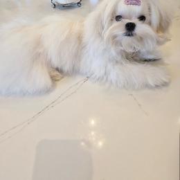 Maltese puppies from Made to Love Maltese LLC