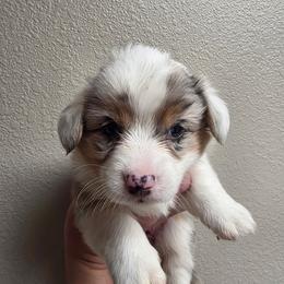 Snowflake - Blue merle and white female Cardigan Welsh Corgi puppy in Atascadero, California from California Corgis and Kunes
