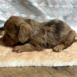 Dapple male - Dapple male Dachshund puppy in Warsaw, Ohio from Mohawk Creek Dachshunds