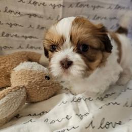 Paw-Dmé Amidala - Liver and white female Cavatzu puppy in West Valley City, Utah from Pulley Puppies