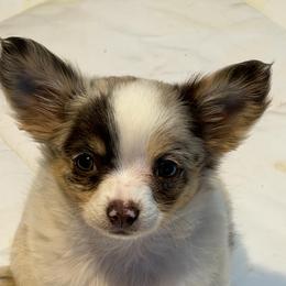 Stuart - Merle male Chihuahua puppy in Seneca, Missouri from Stephanie’s Puppy Colony