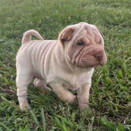 Oat - Cream sable female Chinese Shar-Pei puppy in Chipley, Florida from HapPei House of Wrinkles