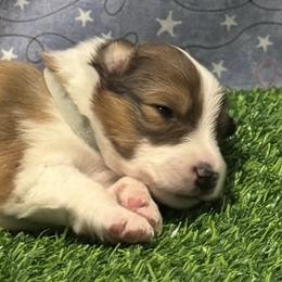 Alex - male Scottish Collie puppy in Newcastle, Wyoming from 7K Collies