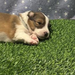 Alex - male Scottish Collie puppy in Newcastle, Wyoming from 7K Collies