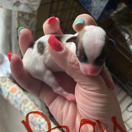 Boy 2 - Chocolate and white male Chihuahua puppy in Murphy, North Carolina from Karolina Kennels