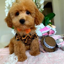 GIA - Apricot female Maltipoo puppy in Sugar Land, Texas from Celebrity Maltipoos