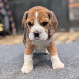 Tucker - Black tan and white male Beagle puppy in Baltimore, Maryland from Country Acres Farm