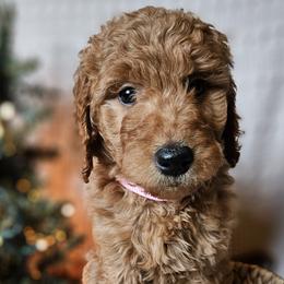Pink Collar Female - Red  Goldendoodle puppy in Willis, Texas from Doodle Family
