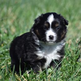 Norway - Black tri male Miniature Australian Shepherd puppy in Lowgap, North Carolina from Baileys Mini Aussies
