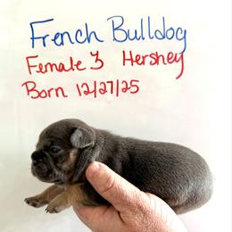 Hershey - Blue fawn female French Bulldog puppy in Zionsville, Indiana from Midwest Bulldogs