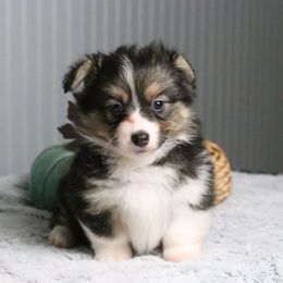 Autumn (Fluffy) - Black and tan female American Corgi puppy in Fayetteville, Arkansas from Intergalactic Corgis