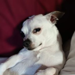 Lucky Bo - Chihuahua