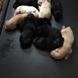 Labrador Retriever Puppies from Peach's Pup Palace