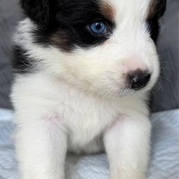 SR3 - Black tri-color female Australian Shepherd puppy in Ada, Ohio from Windy Hill Aussies
