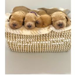 Goldendoodle Puppies from Summertime Goldendoodles