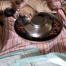 Bullmastiff Puppies from Sunny Beach Bullmastiffs