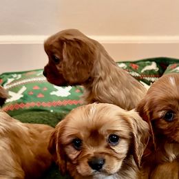 Cavalier King Charles Spaniel Puppies from Sweet Southern Cavaliers and Frenchies