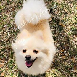 Skye - Pomeranian