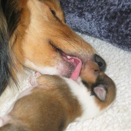 Collie Puppies from Riverrun Collies