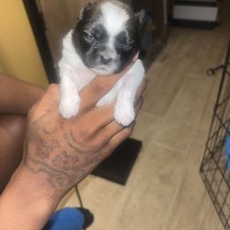 Puppy 2 - Black gold and white male Shih Tzu puppy in Memphis, Tennessee from Lady Class Kennel