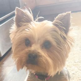 Peanut - Yorkshire Terrier