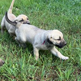 Burgundy - Yellow female Black Mouth Cur puppy in Warsaw, Missouri from Heritage Cow Dogs