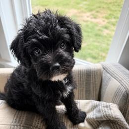 Tot - Black male Schnoodle puppy in Polkton, North Carolina from Gaga's Doodles