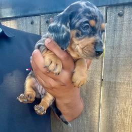 Melo - Dapple male Dachshund puppy in Modesto, California from Raws Doxies