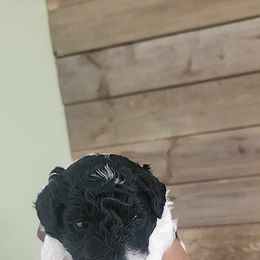 Poodles from Cox Poodles