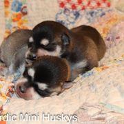 Boy 4 - Black and white male Alaskan Klee Kai puppy in Klamath Falls, Oregon from Nordic Mini Huskys