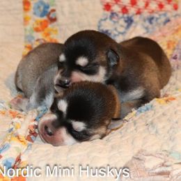 Boy 4 - Black and white male Alaskan Klee Kai puppy in Klamath Falls, Oregon from Nordic Mini Huskys