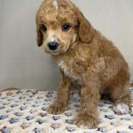 Theo - Apricot male Poodle puppy in Stilwell, Oklahoma from LR&R Dog Co.